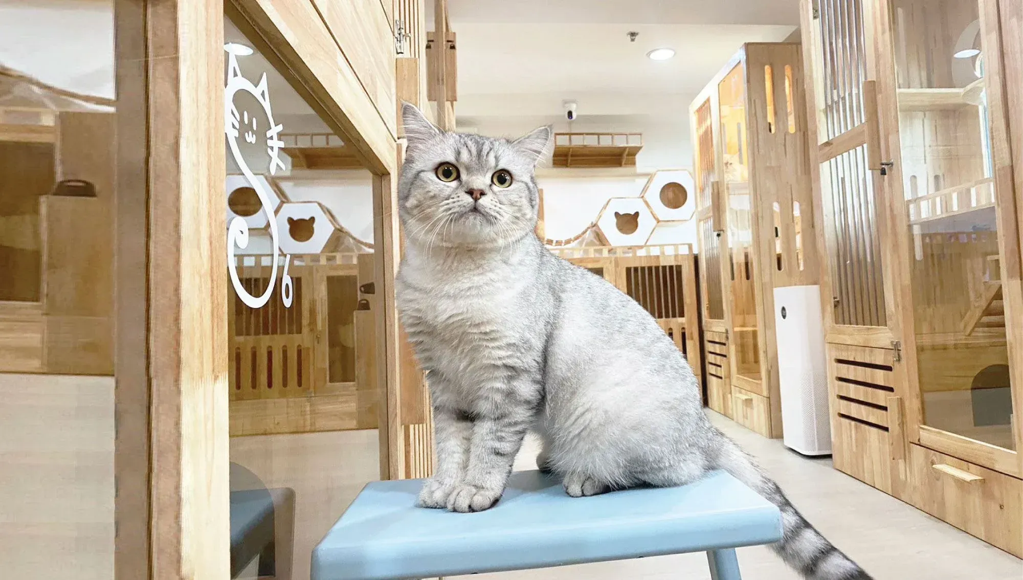 เหตุผลที่ควรเลือกฝากแมวไว้ที่โรงแรมแมว Everyday Cat Hotel