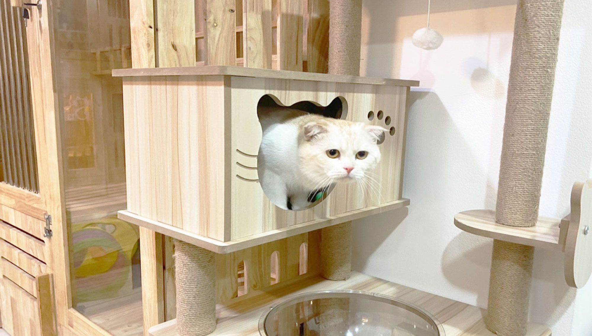 Worrying about boarding your cat at a cat Hotel