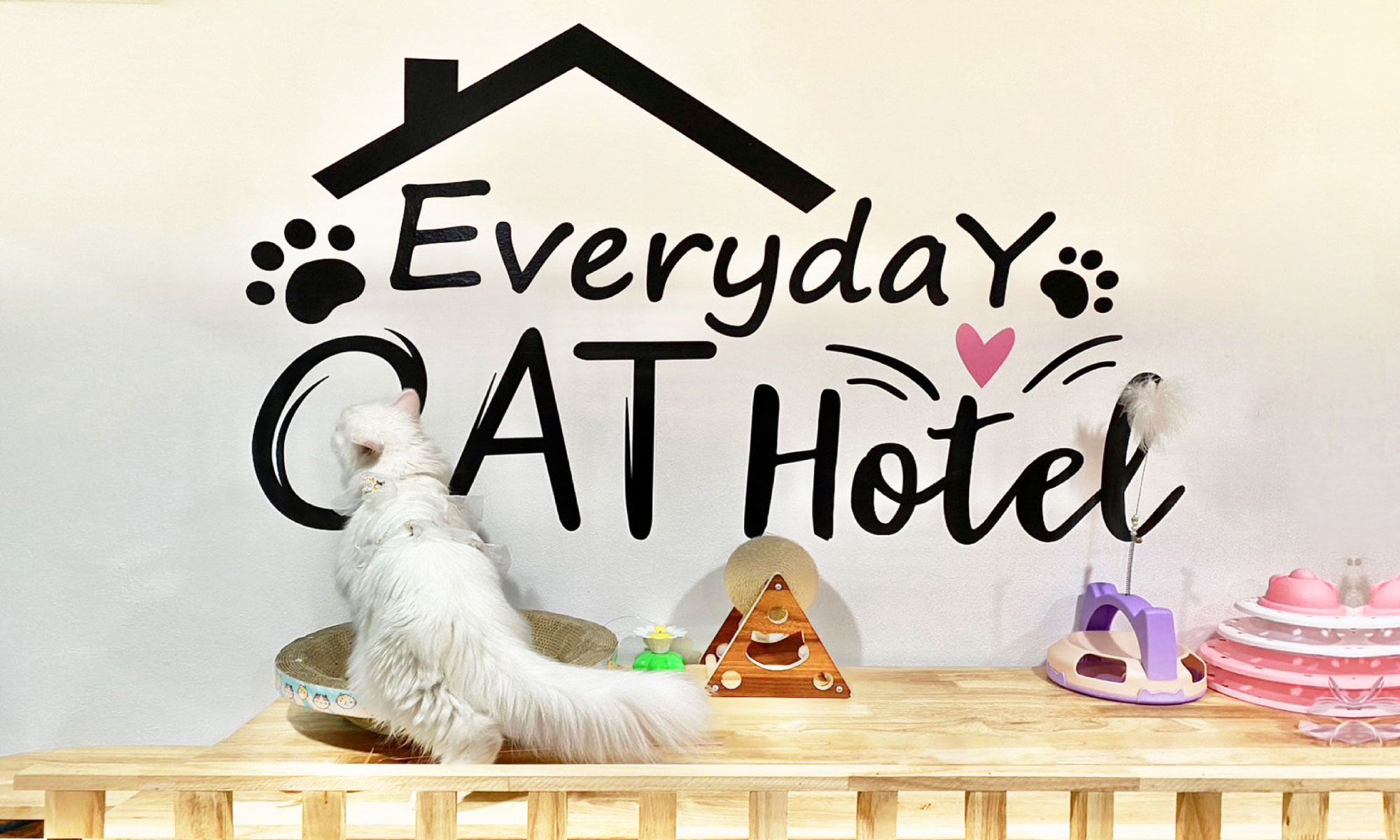 วิธีเดินทางมาที่โรงแรมแมว Everyday Cat Hotel