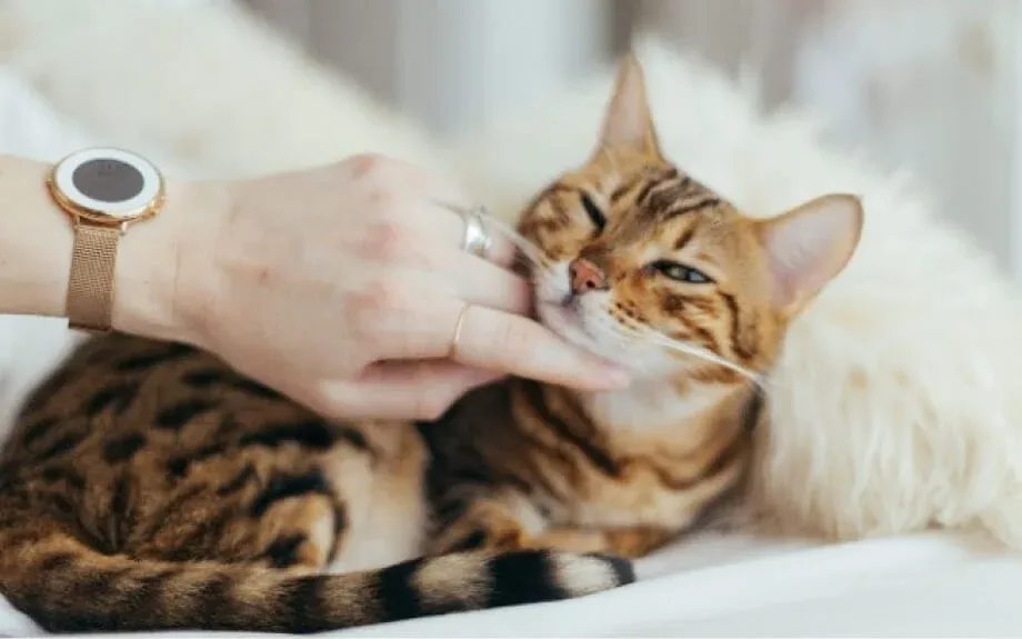 How to Make a Cat Love You