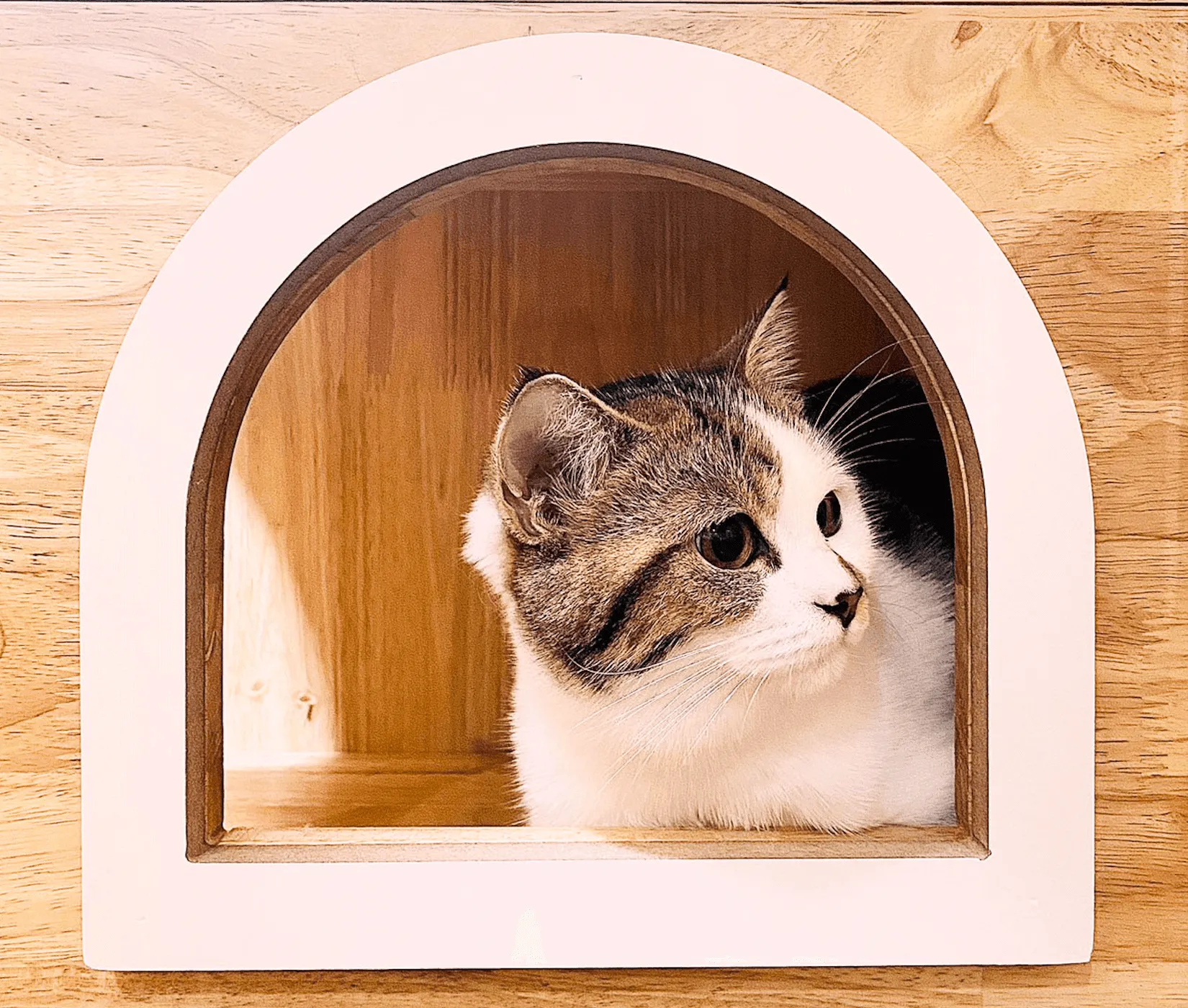 Everyday Cat Hotel - ฝากแมวไว้กับเราสบายใจ หายห่วง