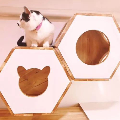 Everyday Cat Hotel -โรงแรมแมวถูกและดีย่านบางรัก