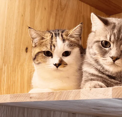 Everyday Cat Hotel - รูปแมวน่ารักๆ