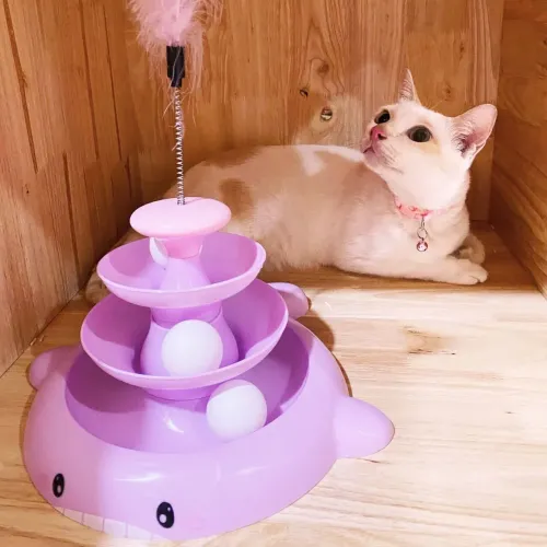 Everyday Cat Hotel -ภาพน้องแมวน่ารัก